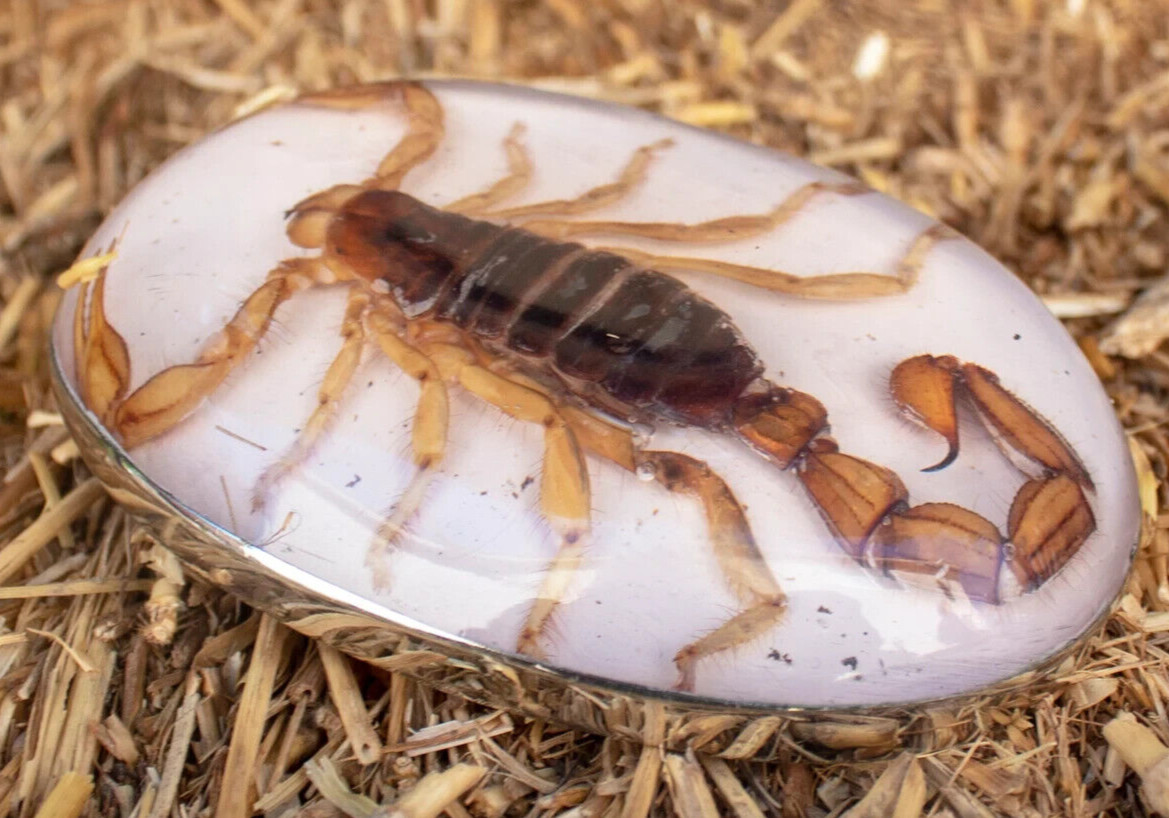 Real Scorpion Belt Buckle Men Women Western Cowboy Vintage Metal Hecho en Mexico