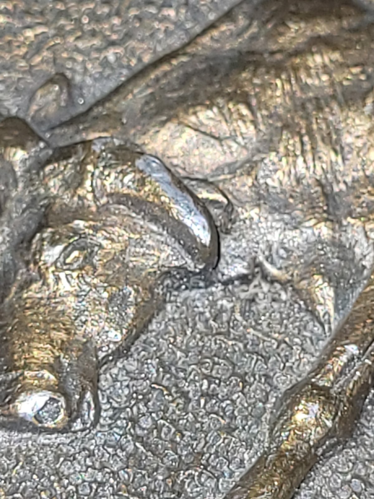 1981 Spec Cast Bull Riding Belt Buckle