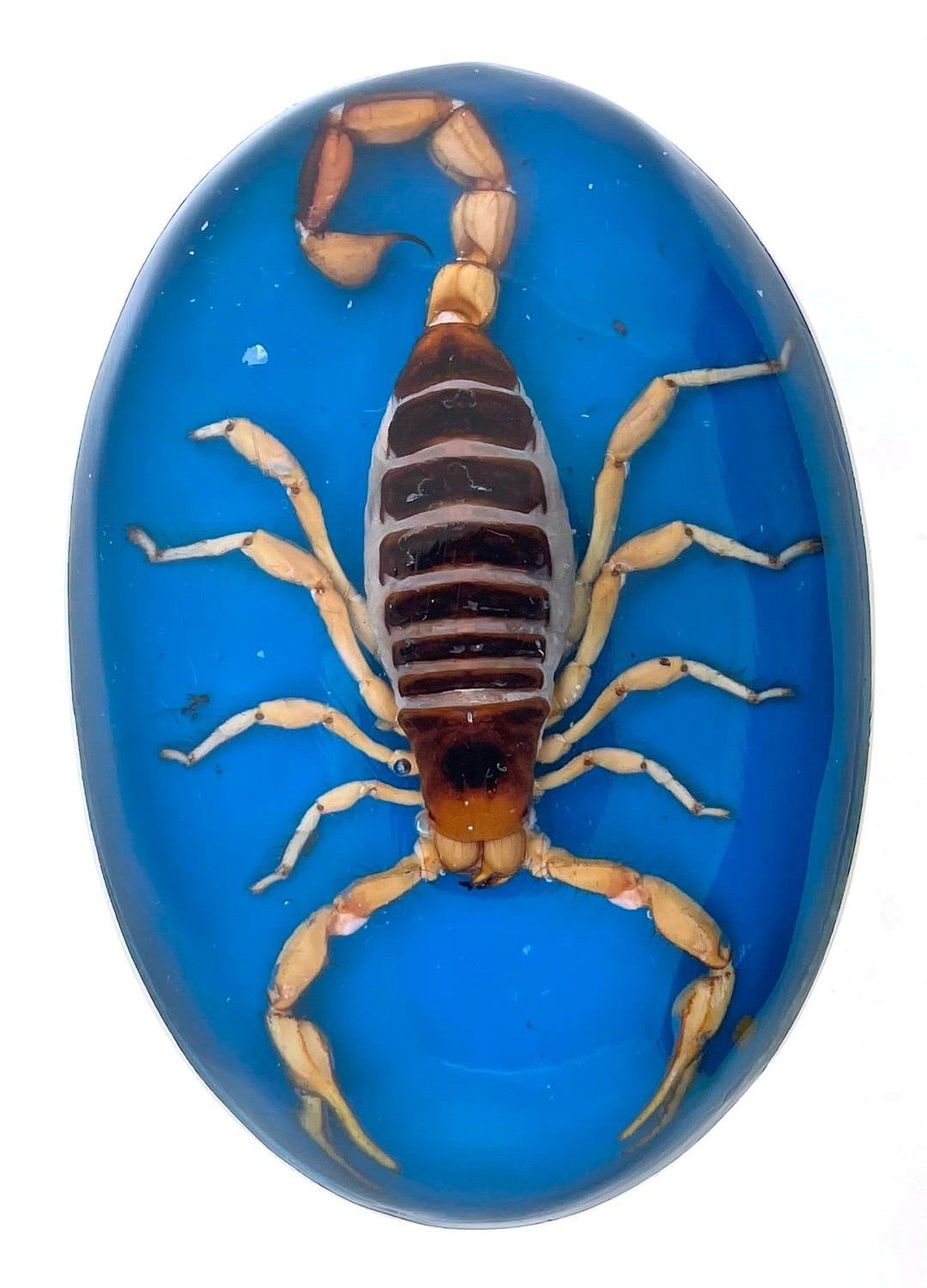 Vintage Men Real Scorpion Western Cowboy Blue Rodeo Belt Buckle Hecho en Mexico