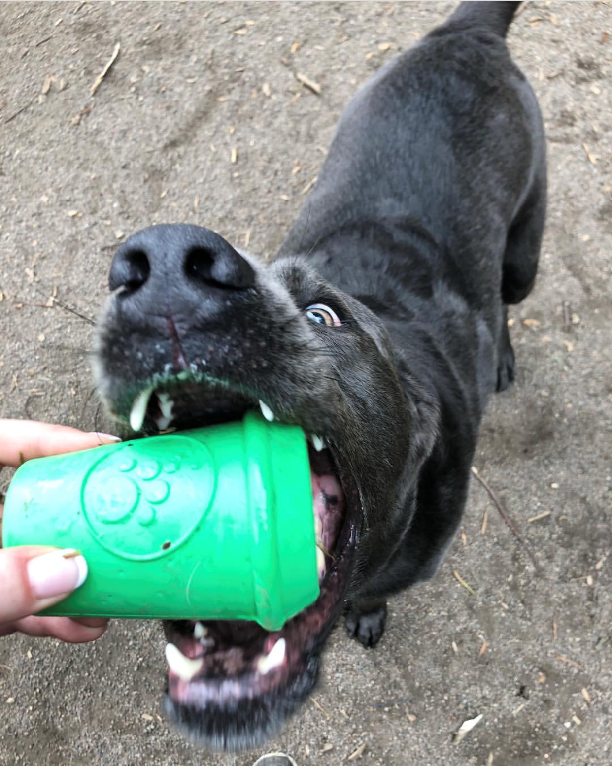 Sodapup Coffee Cup Treat Dispenser Durable Rubber Chew Toy Green – Dog & Puppy
