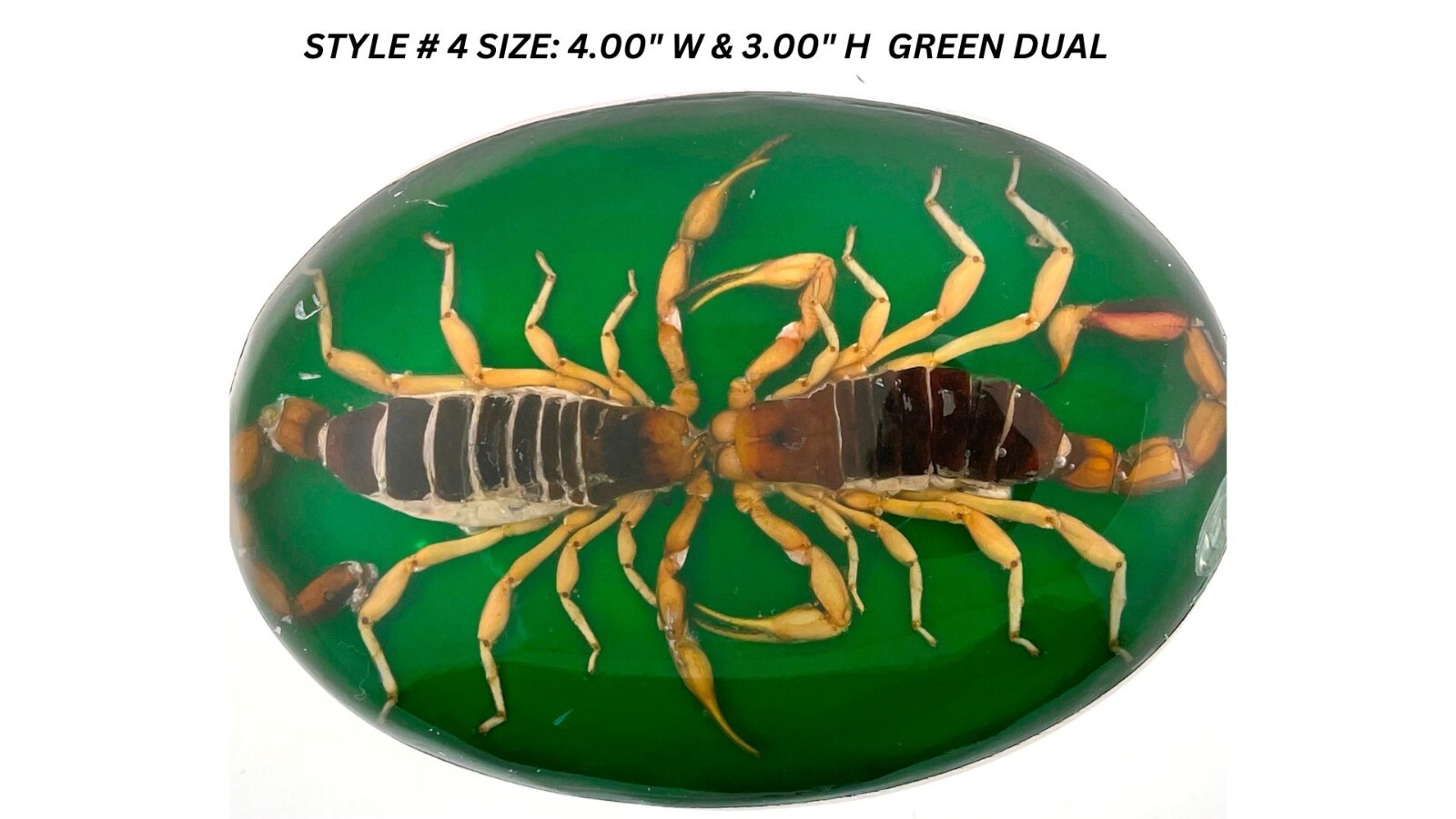 Vintage Real Scorpion Belt Buckle Preserved Inlay Zodiac Sign Men Women Lucky