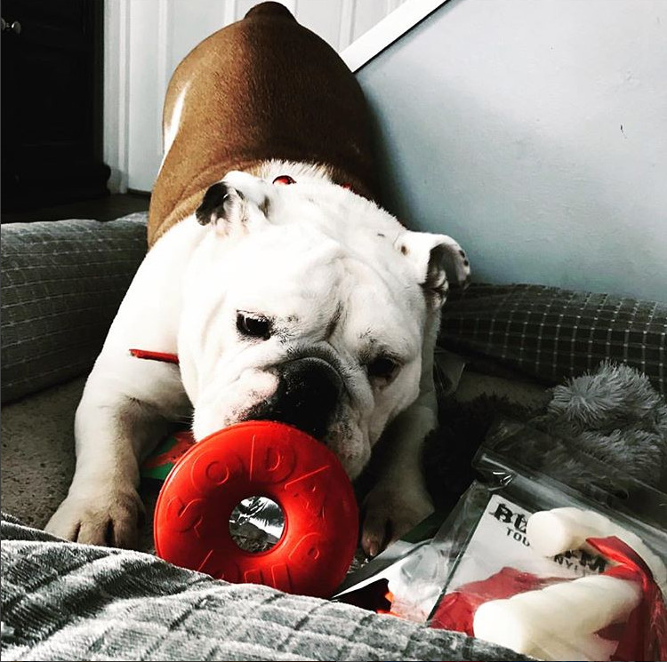 Sodapup Life Ring Treat Dispenser Red Durable Rubber Chew Toy – Dog & Puppy