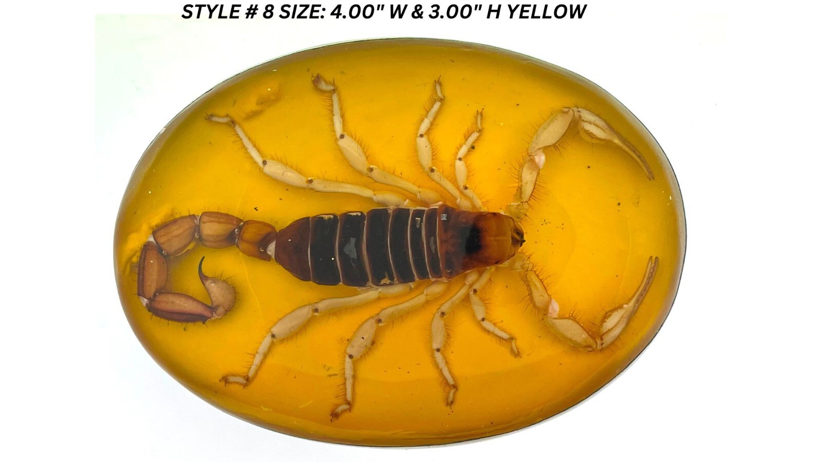Vintage Real Scorpion Belt Buckle Preserved Inlay Zodiac Sign Men Women Lucky