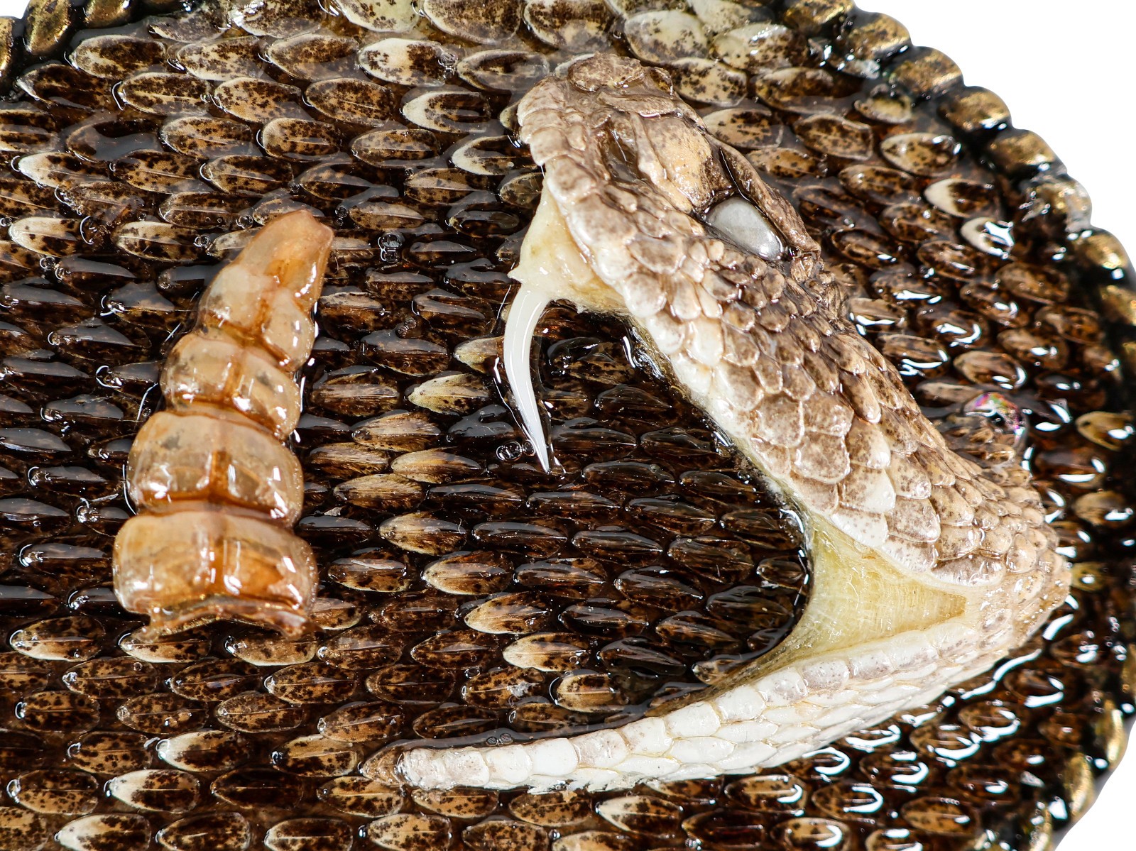 Real Rattlesnake Belt Buckle: Half Head and Rattle (598-BB405)