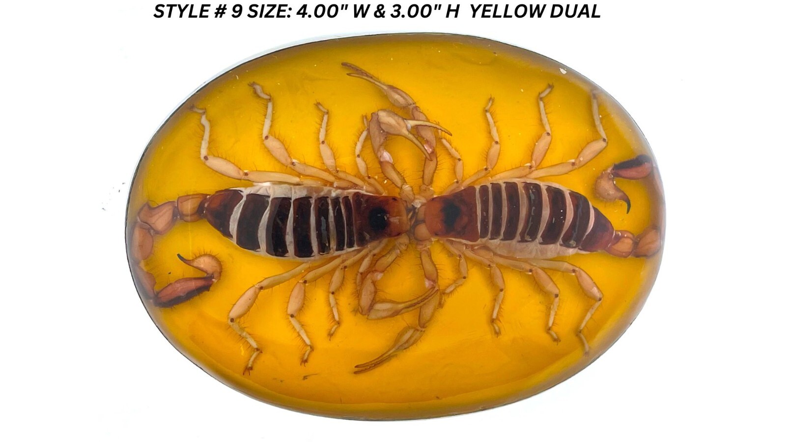 Vintage Real Scorpion Belt Buckle Preserved Inlay Zodiac Sign Men Women Lucky