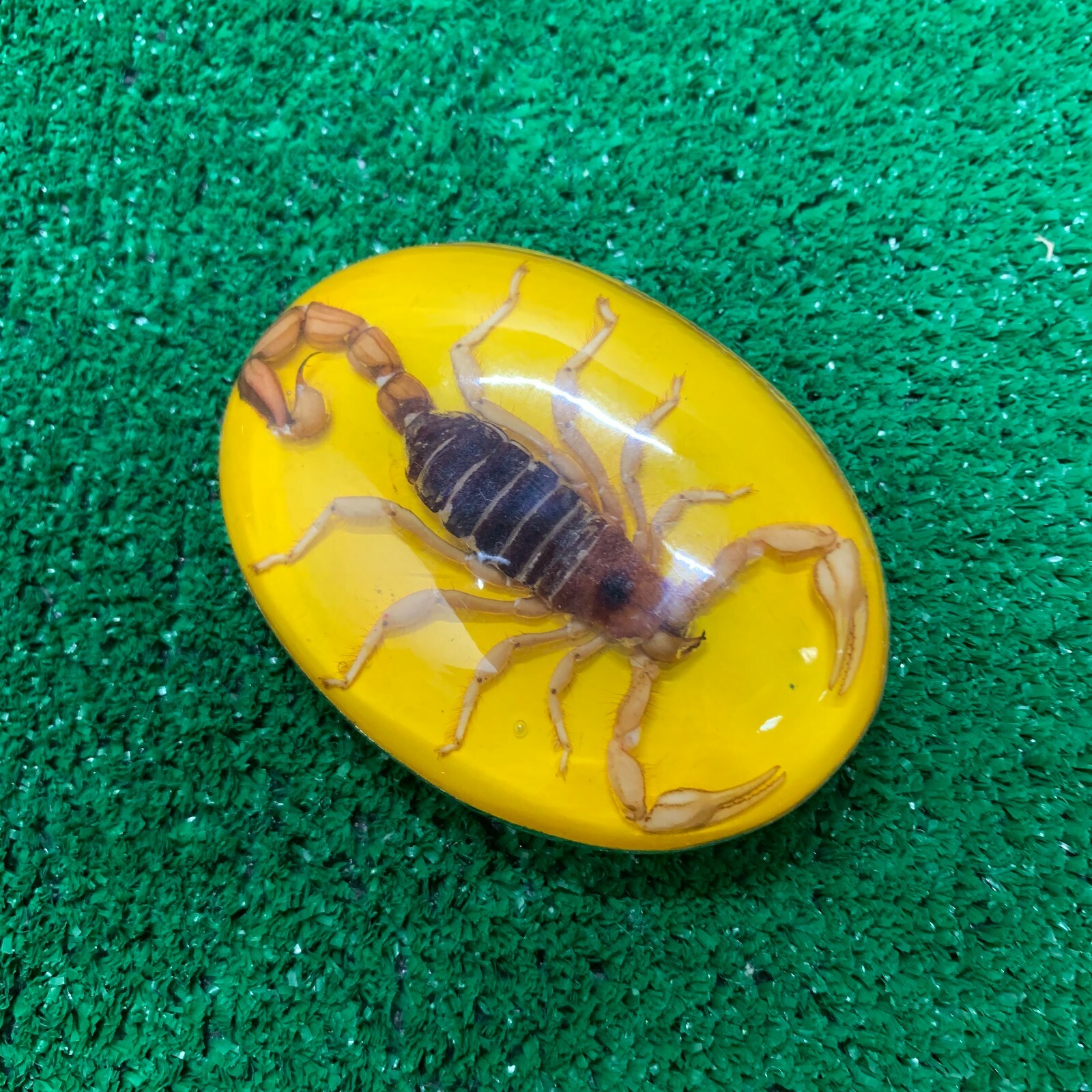 Vintage Mexico Alpaca Silver Belt Buckle w/ Genuine Scorpion Hebilla de Alacrán