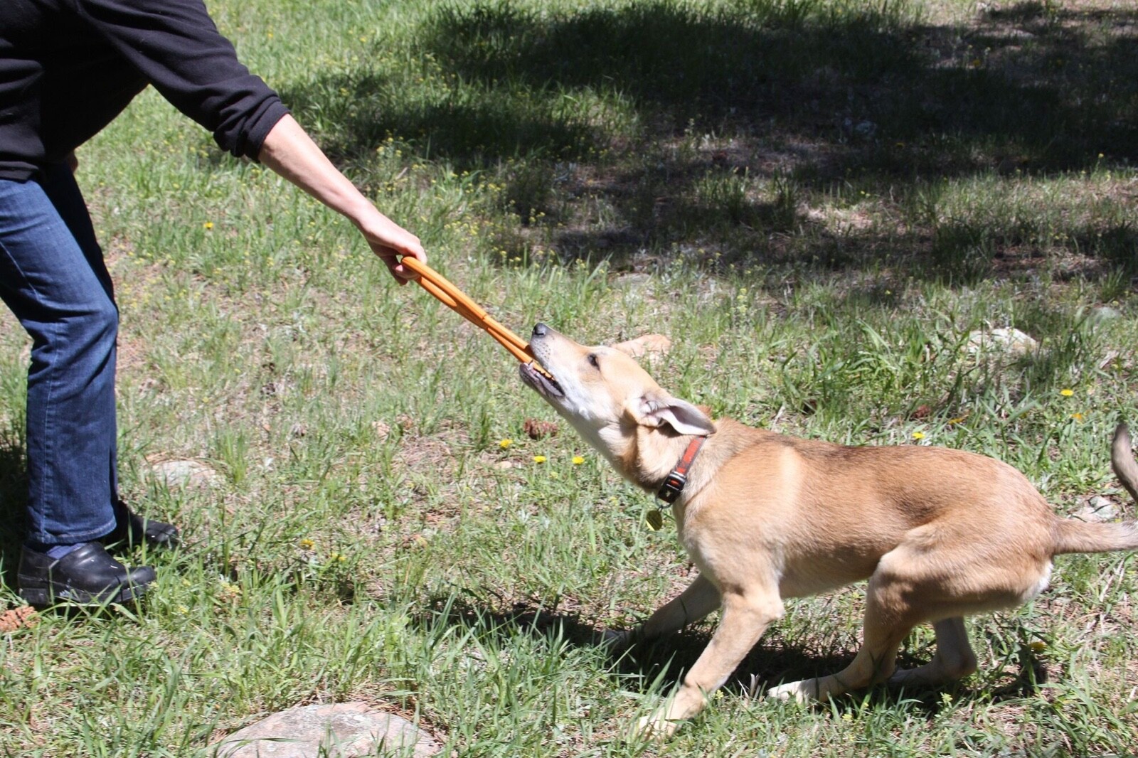 Sodapup Pop Can Opener Tug Toy Durable tug of War Training Reward – Dogs Puppy