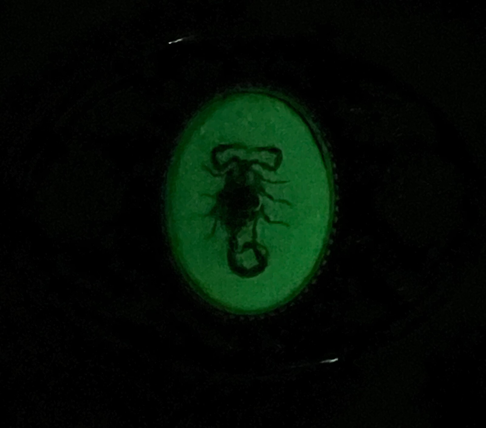 Real Scorpion Belt Buckle Insects in Resin Taxidermy – Minor Defects – 3 Pack