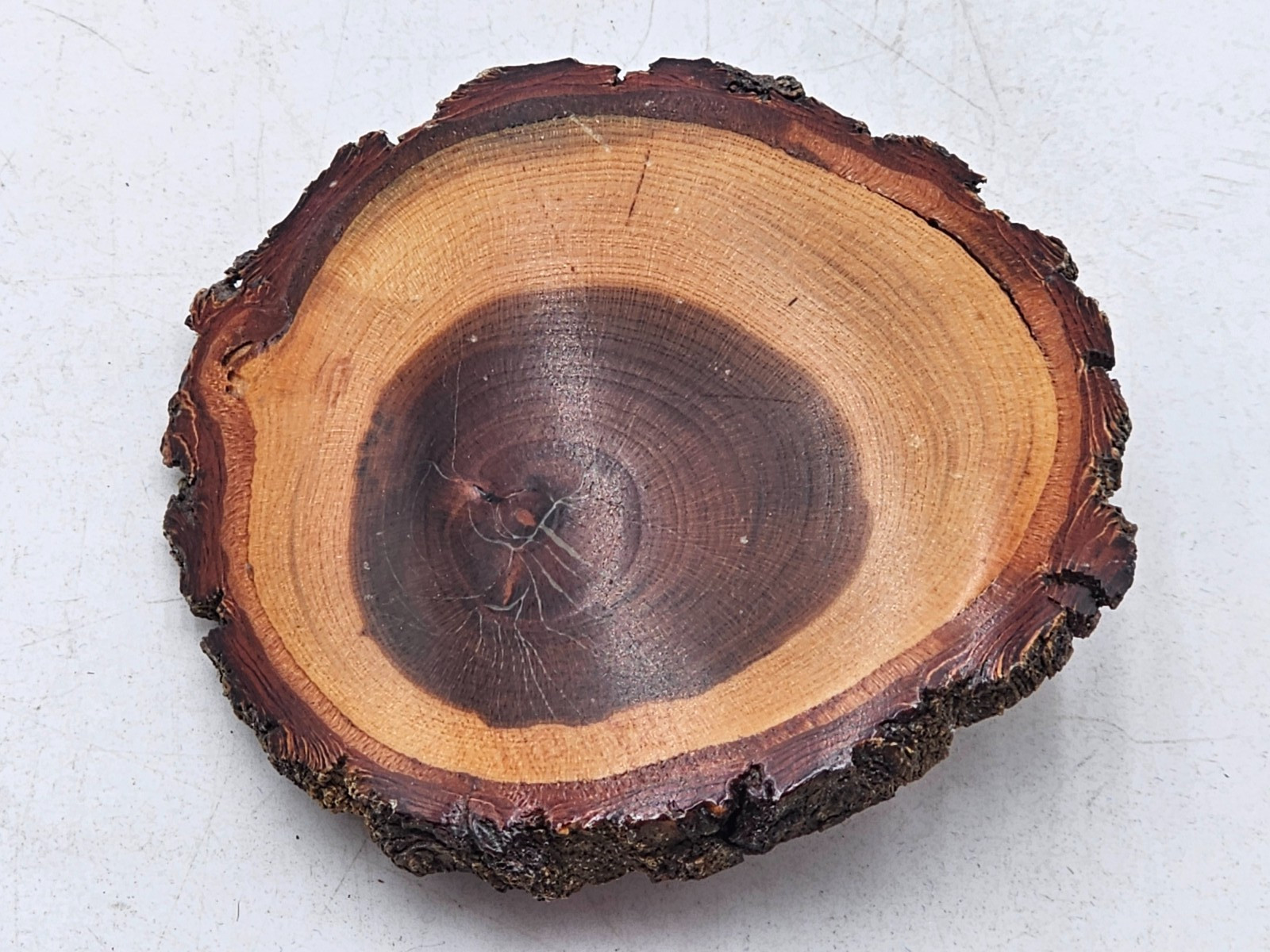 Vintage Belt Buckle WOOD live edge WESTERN handcrafted COWBOY tree natural
