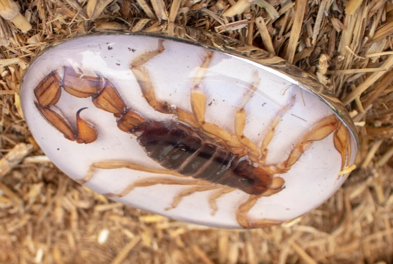 Real Scorpion Belt Buckle Men Women Western Cowboy Vintage Metal Hecho en Mexico