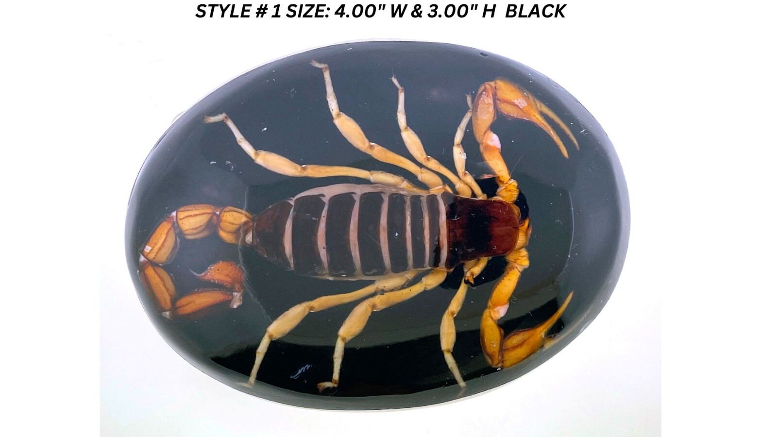 Vintage Real Scorpion Belt Buckle Preserved Inlay Zodiac Sign Men Women Lucky