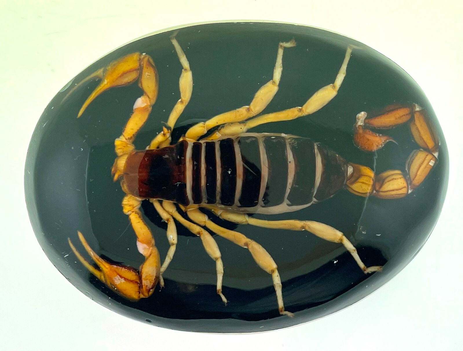 Men Vintage Real Scorpion Belt Buckle Mexico Preserved Specimen Acrylic Insect