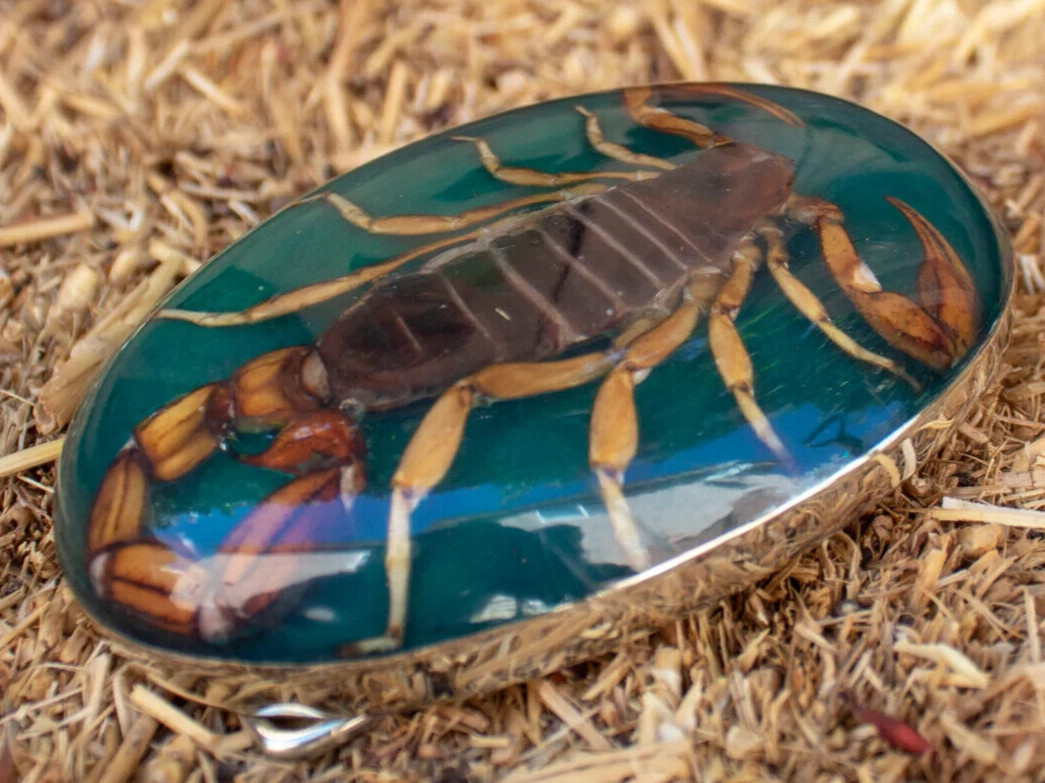 Men Women Real Scorpion Belt Buckle Western Cowboy Vintage MADE IN HECHO MEXICO