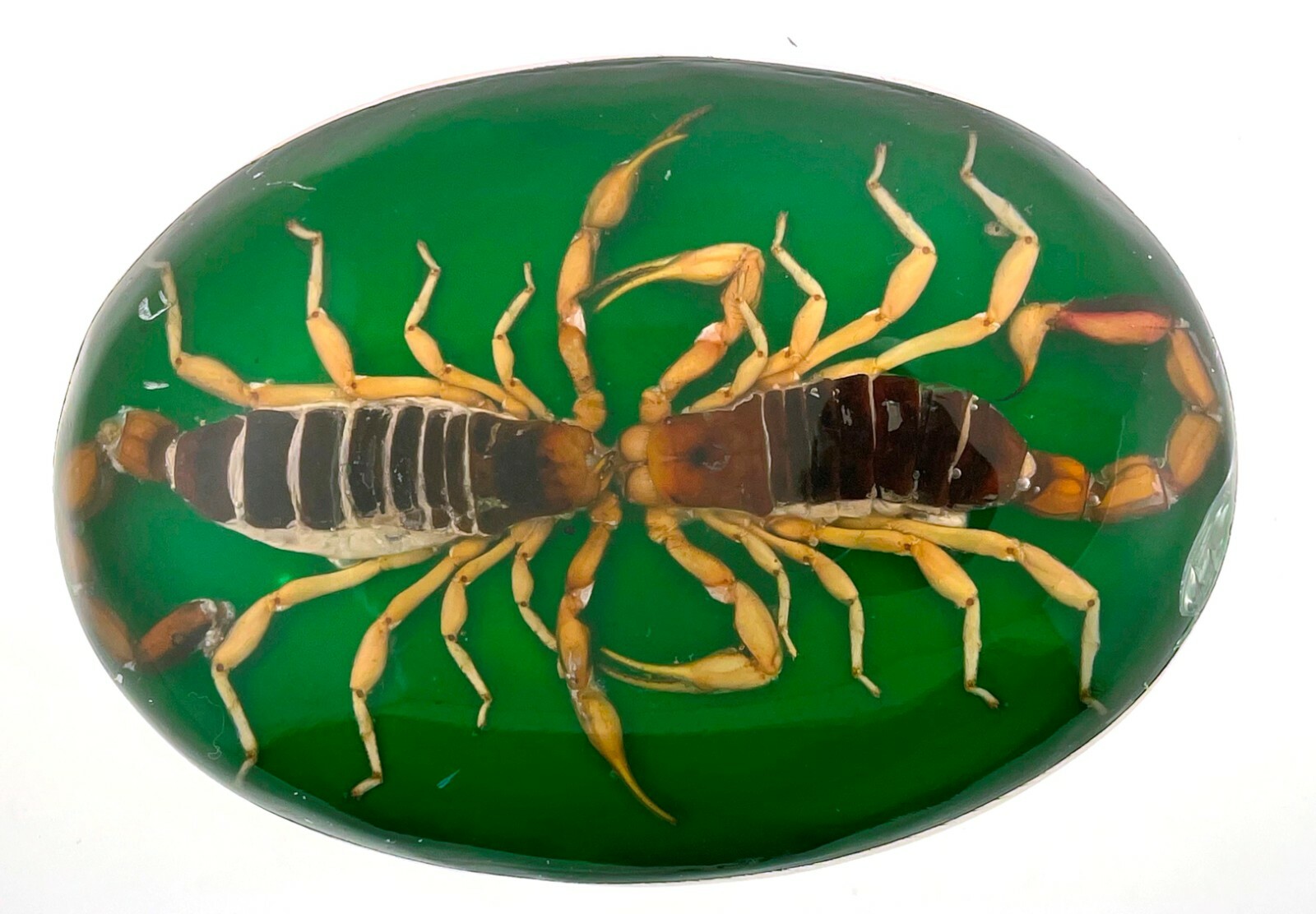 Men Vintage Real Scorpion Belt Buckle Mexico Preserved Specimen Acrylic Insect