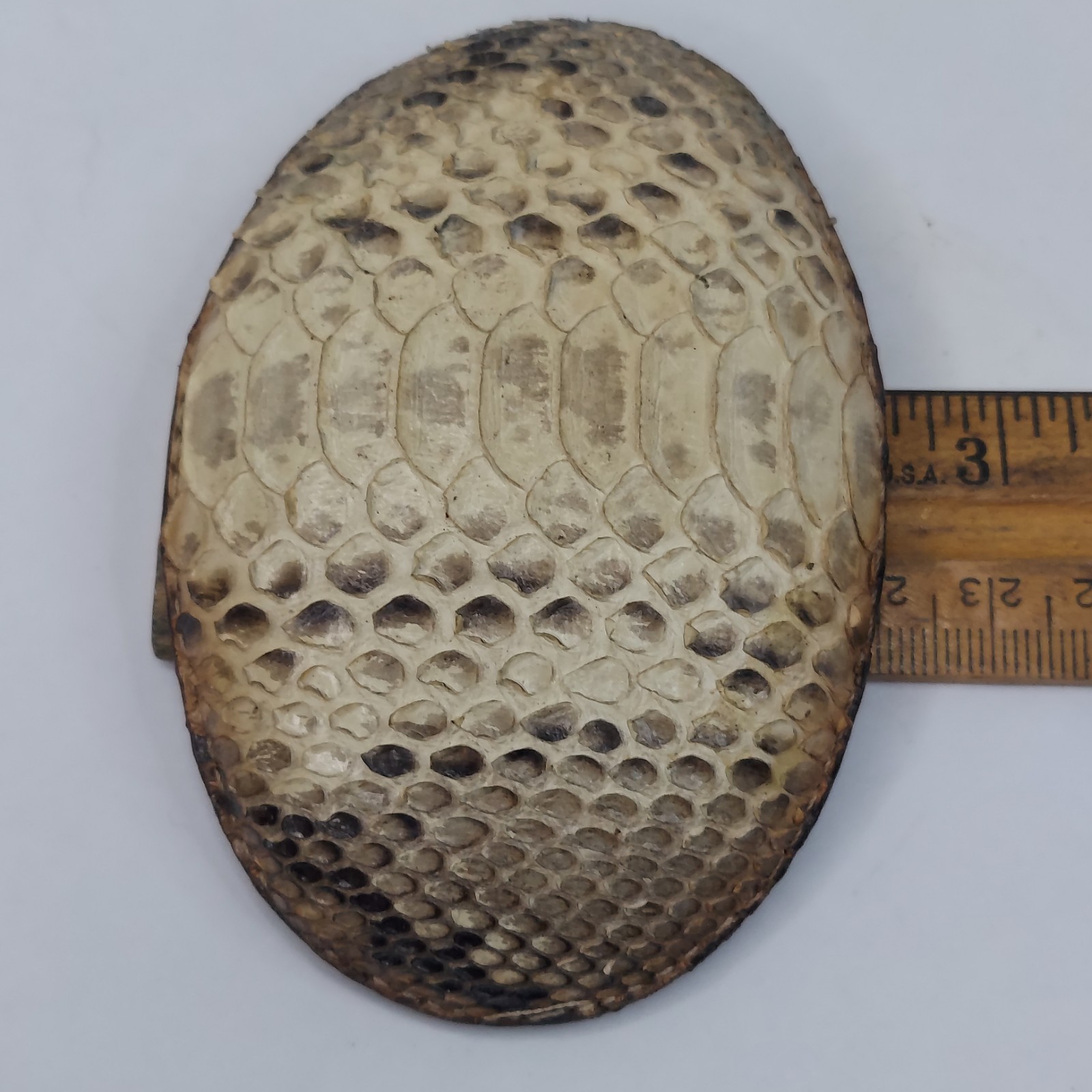 Los Altos Boot Snakeskin Belt Buckle 3.75&Prime; X 2.5&Prime; Oval Rattlesnake Skin Western
