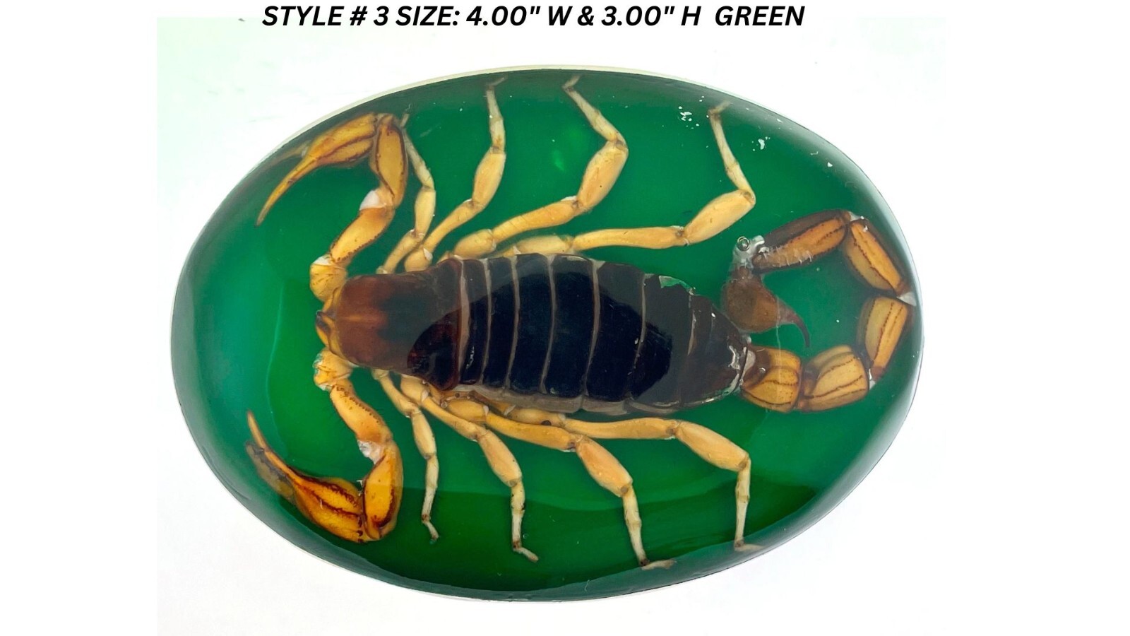 Vintage Real Scorpion Belt Buckle Preserved Inlay Zodiac Sign Men Women Lucky