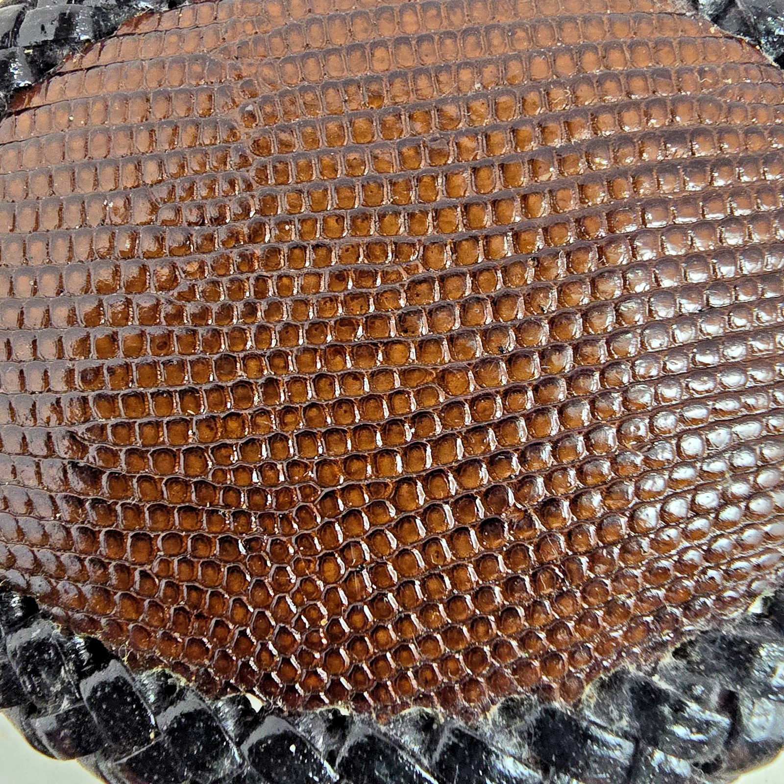 LIZARD skin Belt Buckle Handmade Western Cowboy HANDMADE NEW Authentic brown