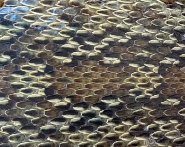 Trevino&rsquo;s snakeskin belt buckle