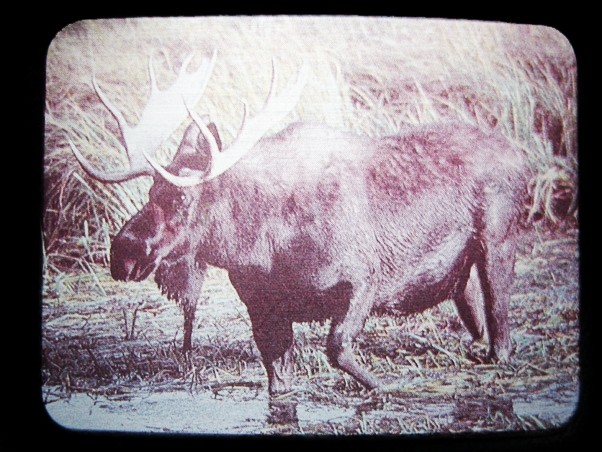 NA17111 *NOS* REALLY NICE **MOOSE IN THE WILD** BELT BUCKLE