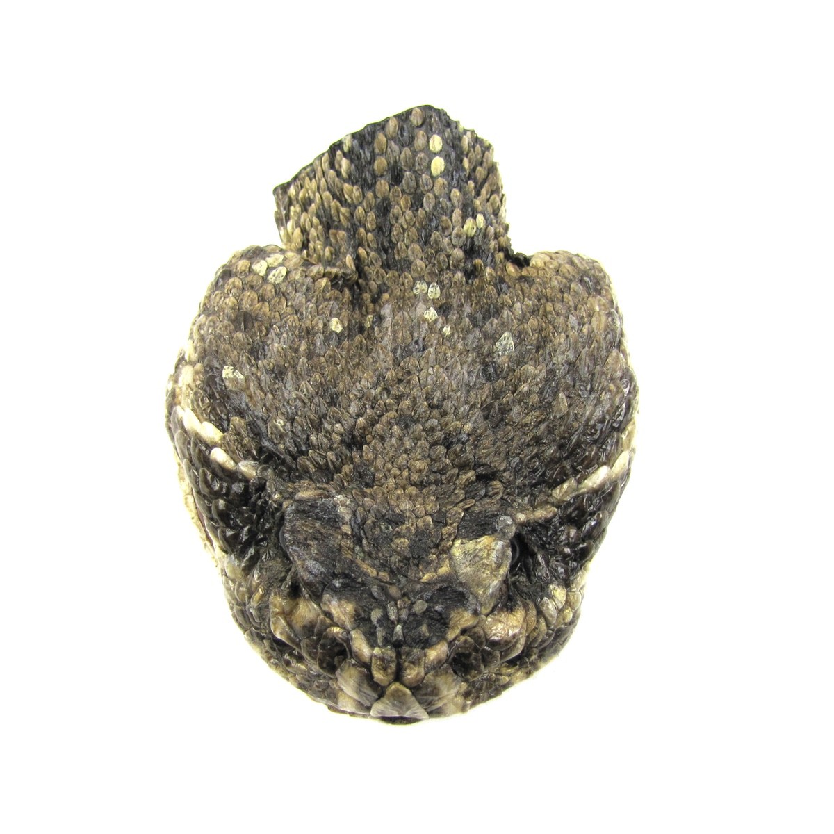 Genuine Taxidermy Rattlesnake Head Belt Buckle Real Snake Skin Cloth Accessory