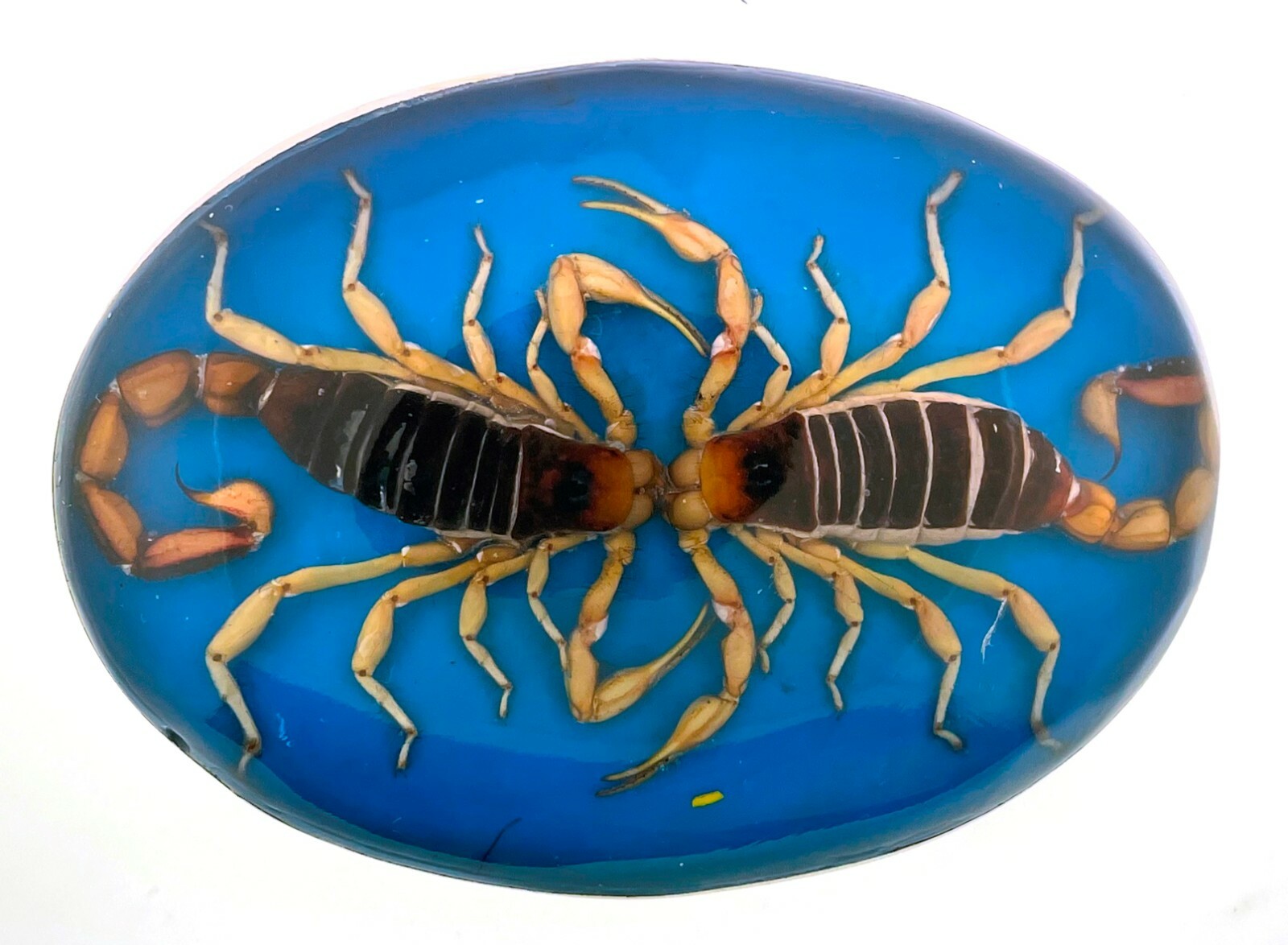 Men Vintage Real Scorpion Belt Buckle Mexico Preserved Specimen Acrylic Insect