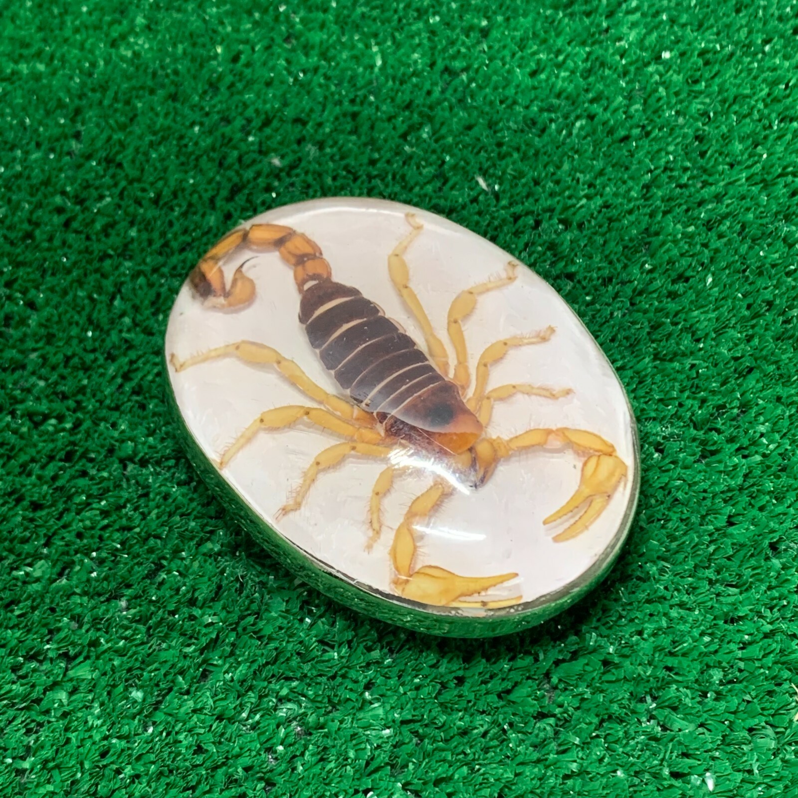 Vintage Mexico Alpaca Silver Belt Buckle w/ Genuine Scorpion Hebilla de Alacrán