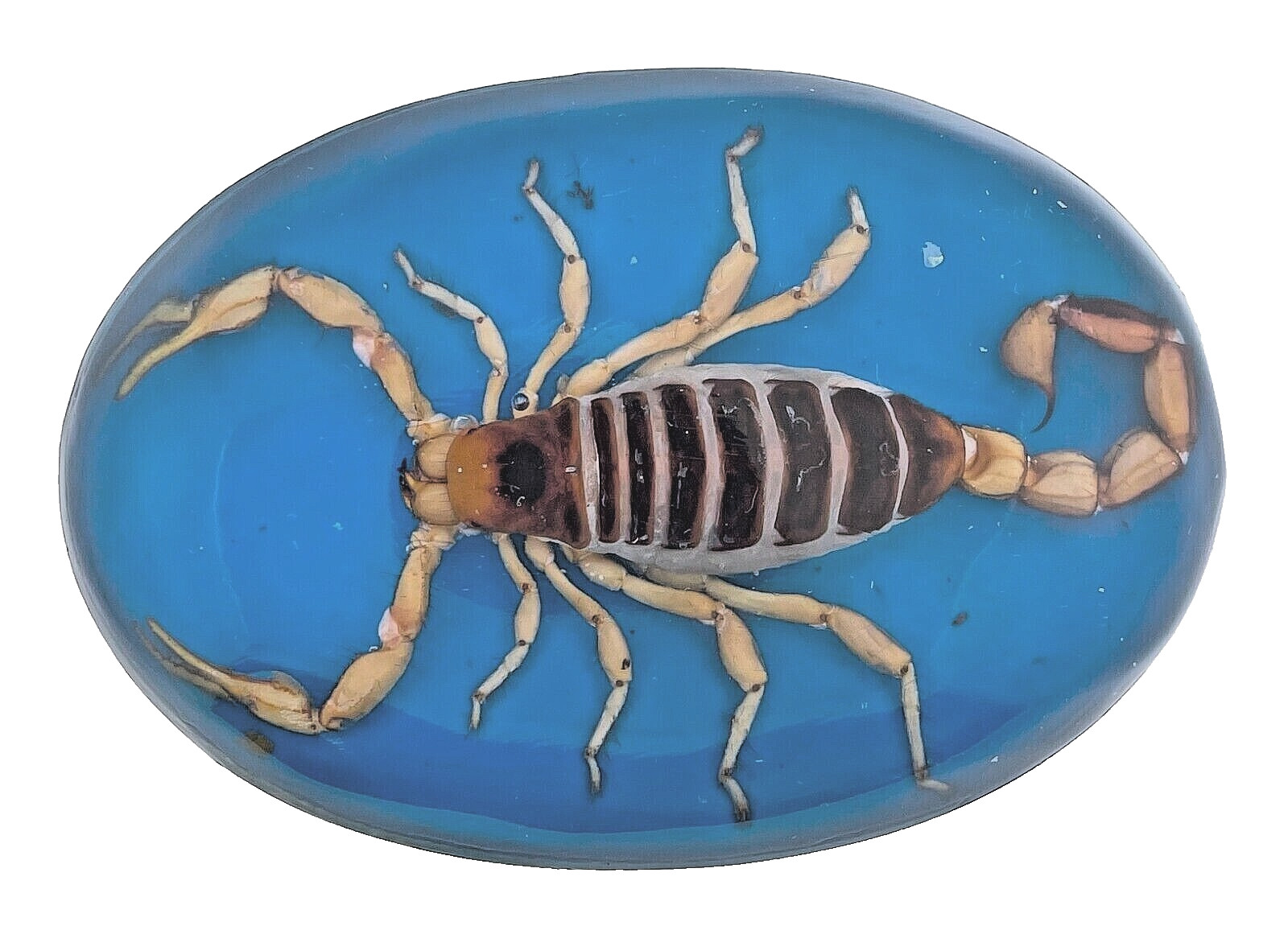 Vintage Men Real Scorpion Western Cowboy Blue Rodeo Belt Buckle Hecho en Mexico