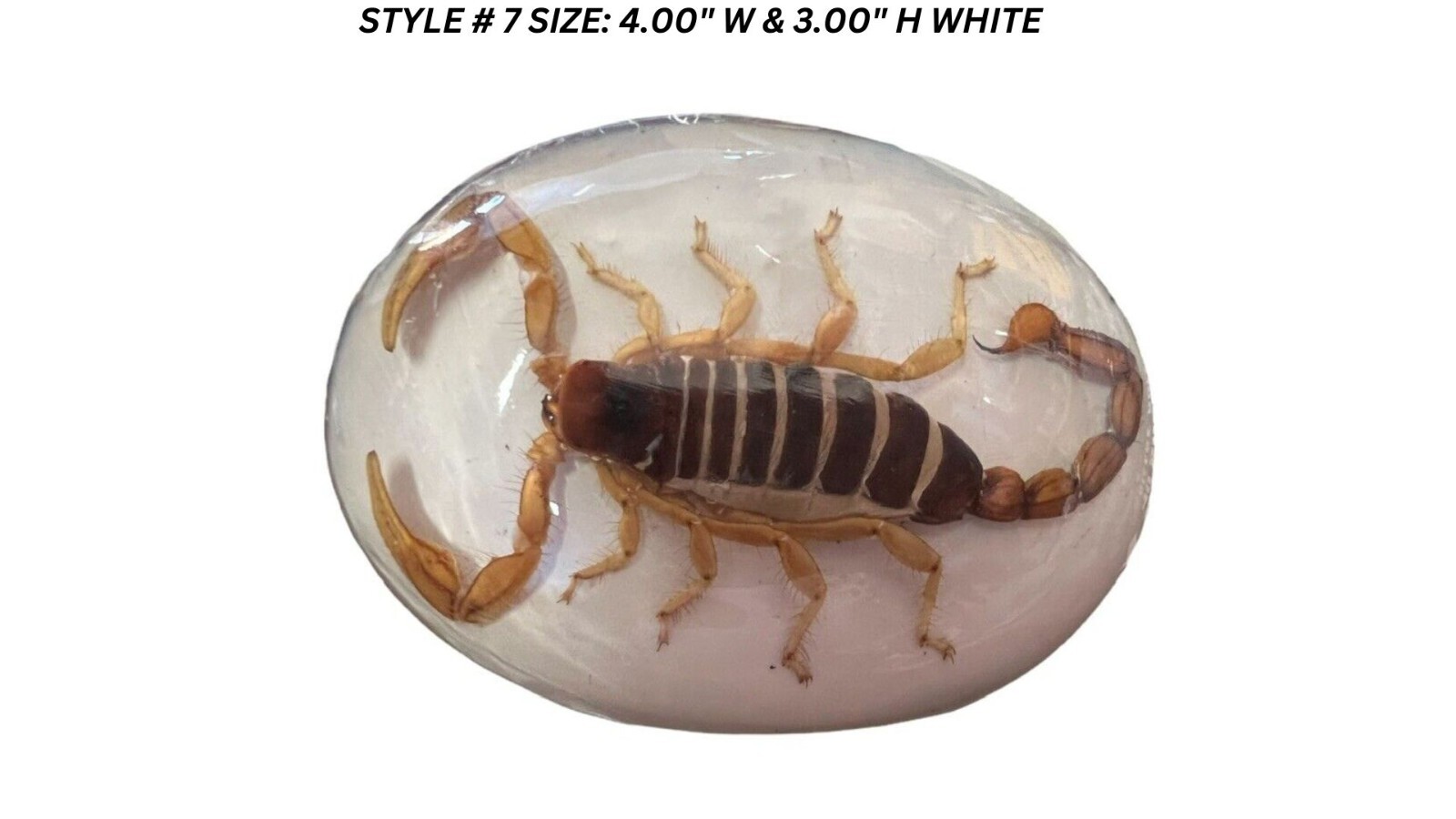 Vintage Real Scorpion Belt Buckle Preserved Inlay Zodiac Sign Men Women Lucky