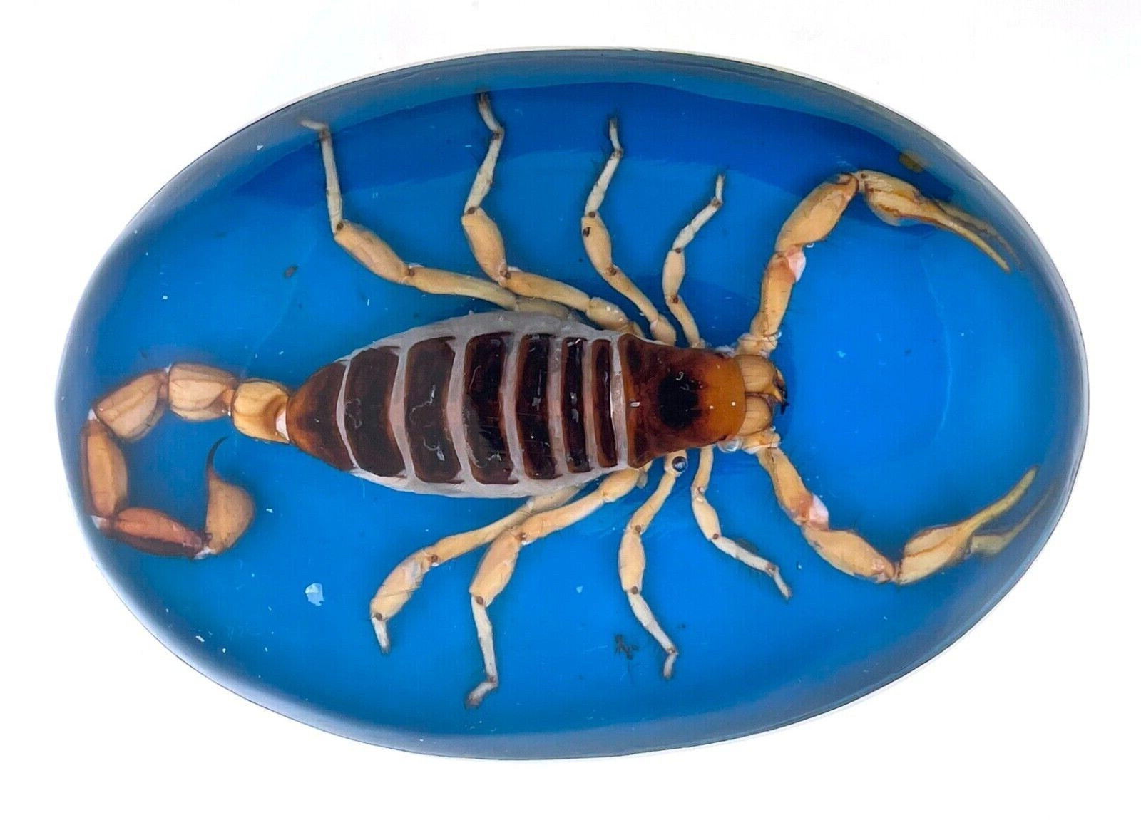 Vintage Men Real Scorpion Western Cowboy Blue Rodeo Belt Buckle Hecho en Mexico