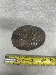 Belt Buckle New REAL Brown Alligator Leather
