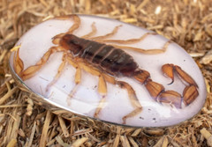 Real Scorpion Belt Buckle Men Women Western Cowboy Vintage Metal Hecho en Mexico