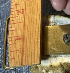 Vintage Elk Antler Belt Buckle With Eagle Harley Owners Group Motorcycle