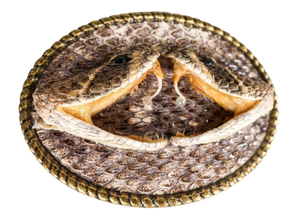 Real Rattlesnake Belt Buckle: Dueling heads in Oval (598-BB402-G6601)