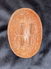 Vintage embossed @ 3×4” Western cowhide “alligator” buckle With Hornback Bumps