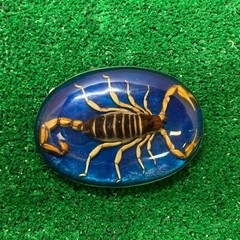 Vintage Mexico Alpaca Silver Belt Buckle w/ Genuine Scorpion Hebilla de Alacrán