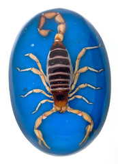 Vintage Men Real Scorpion Western Cowboy Blue Rodeo Belt Buckle Hecho en Mexico