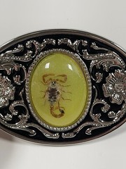 Real Scorpion Belt Buckle Insects in Resin Taxidermy – Minor Defects – 3 Pack