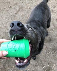 Sodapup Coffee Cup Treat Dispenser Durable Rubber Chew Dog Toy – Green – Medium
