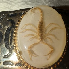 Vintage 1980s Gold Tone Western Belt Buckle Scorpion Cameo Cowboy Unisex