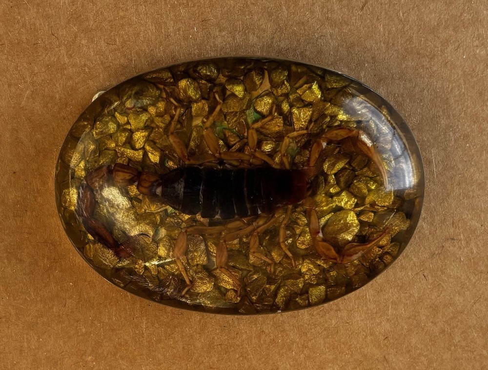 Scorpion Real Insect Belt Buckle Men Westen Cowboy Hecho Made en Mexico Vintage