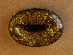 Scorpion Real Insect Belt Buckle Men Westen Cowboy Hecho Made en Mexico Vintage