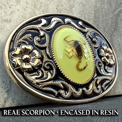 Western Scorpion Belt Buckle Real Scorpion Resin Glow in Dark. For 1.5&Prime; Belt