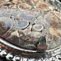Vintage Turritella Agate Fossil Belt Buckle Silver Tone Western Scroll Oval COCO