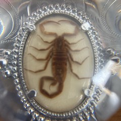 Real SCORPION Buckle Belt 1.5” Silver Metal Cowboy Western 3.25” Floral