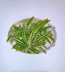 Marijuana Green Classic Belt Buckle | American Western Silver Vintage Buckle