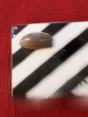 Black And White Striped Belt Buckle 1952 Football Referee Buckle