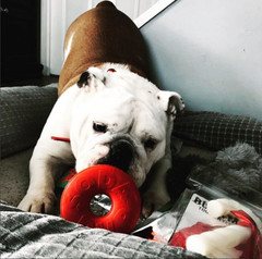 Sodapup Life Ring Treat Dispenser Red Durable Rubber Chew Toy – Dog & Puppy