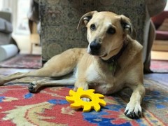 Industrial Dog Circular Saw Blade Nylon Toy Durable Chew Toy – Dogs & Puppy