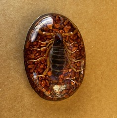 Scorpion Real Belt Buckle Men Westen Cowboy Hecho Made en Mexico Vintage Insect