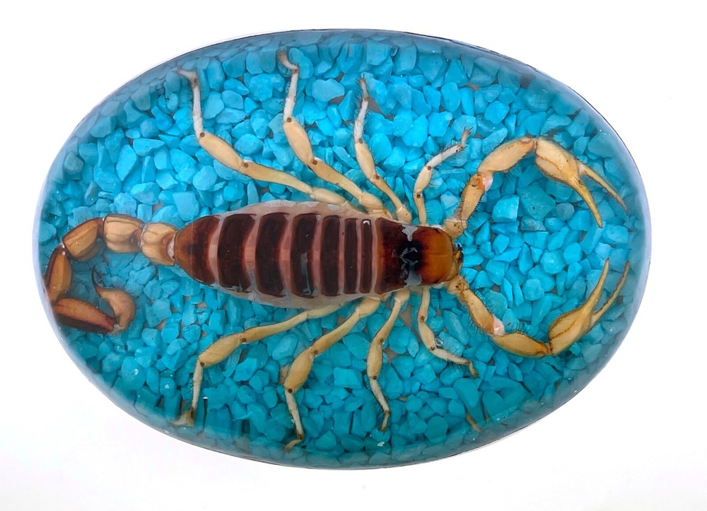 Vintage Real Scorpion Belt Buckle Mexico Preserved Specimen Acrylic Insect Men